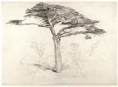 Old Cedar Tree in Botanic Garden, Chelsea by Samuel Palmer